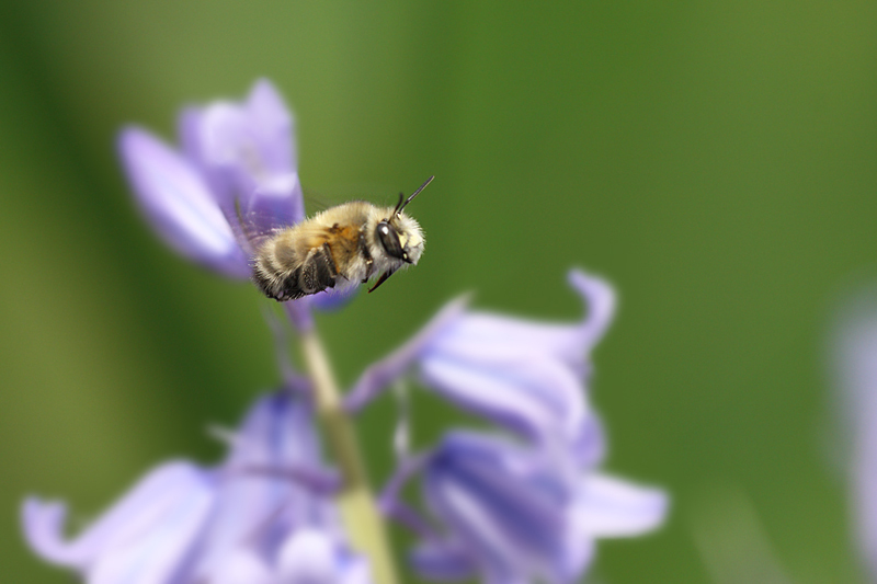 Imenottero nero: Anthophora plumipes femmina